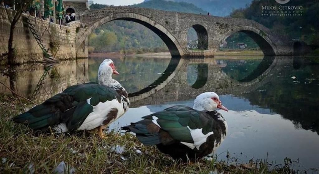 Апартаменты Skadar Lake Apartment Риека-Црноевича